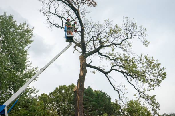 Best Tree Trimming and Pruning  in Winter Gardens, CA