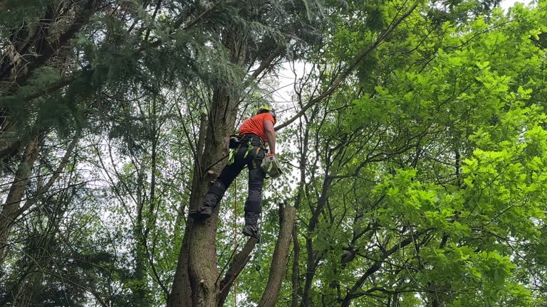 Best Emergency Tree Removal  in Winter Gardens, CA