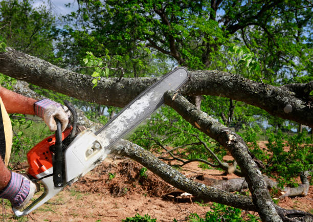 Best Storm Damage Tree Cleanup  in Winter Gardens, CA